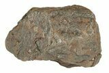Canyon Diablo Iron Meteorite ( g) - Arizona #270670-1